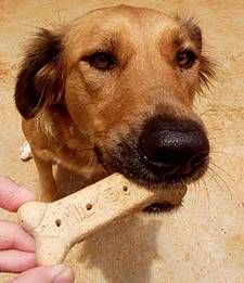 Give a Dog a Bone